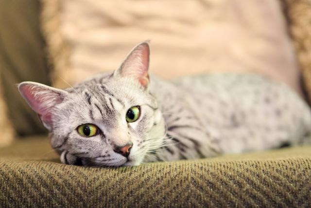 12 Gray and White Cat Breeds