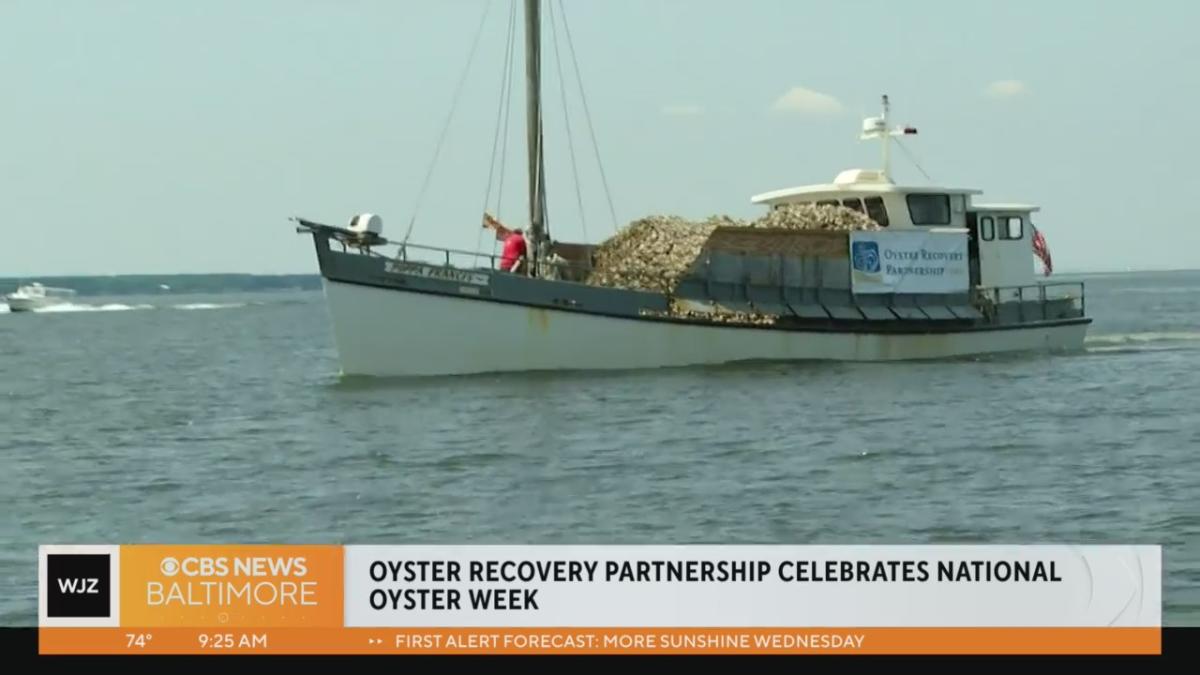 Oyster Recovery Partnership Celebrating National Oyster Week 