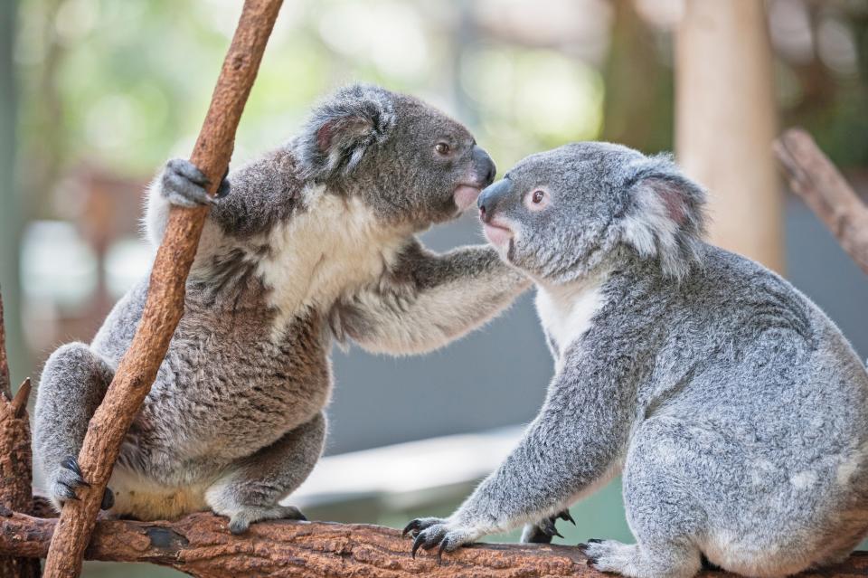 Two koala bears at Brisbane's Lone Pine Sanctuary.
