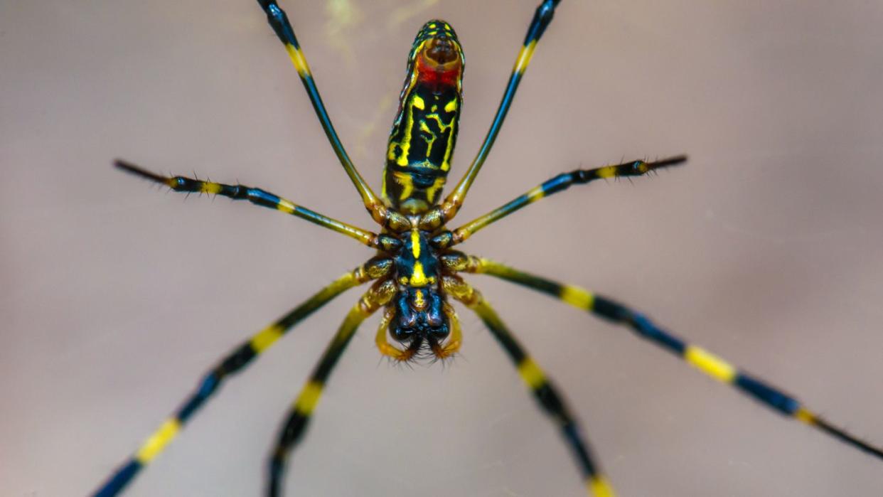 trichonephila clavata joro spider in the green background