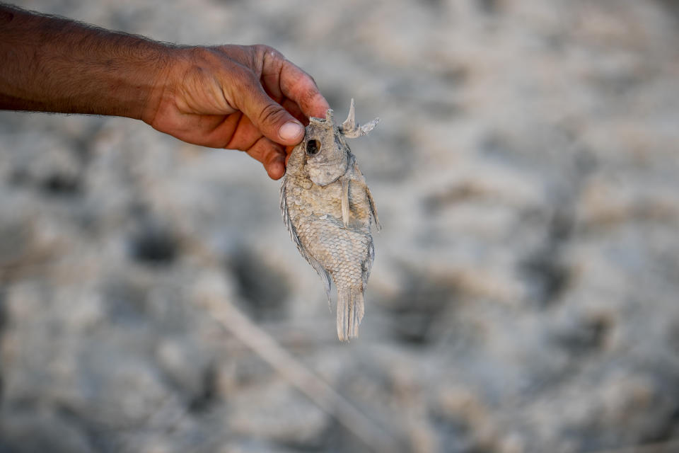 Dead fish are collected along the river bank in the marshes of Chibayish which has suffered from high levels of salinity this year, in Dhi Qar province, Iraq, Friday Sept. 2, 2022. The Tigris-Euphrates river flows have fallen by 40% the past four decades as the states along its length - Turkey, Syria, Iran and Iraq pursue rapid, unilateral development of the waters' use. (AP Photo/Anmar Khalil)