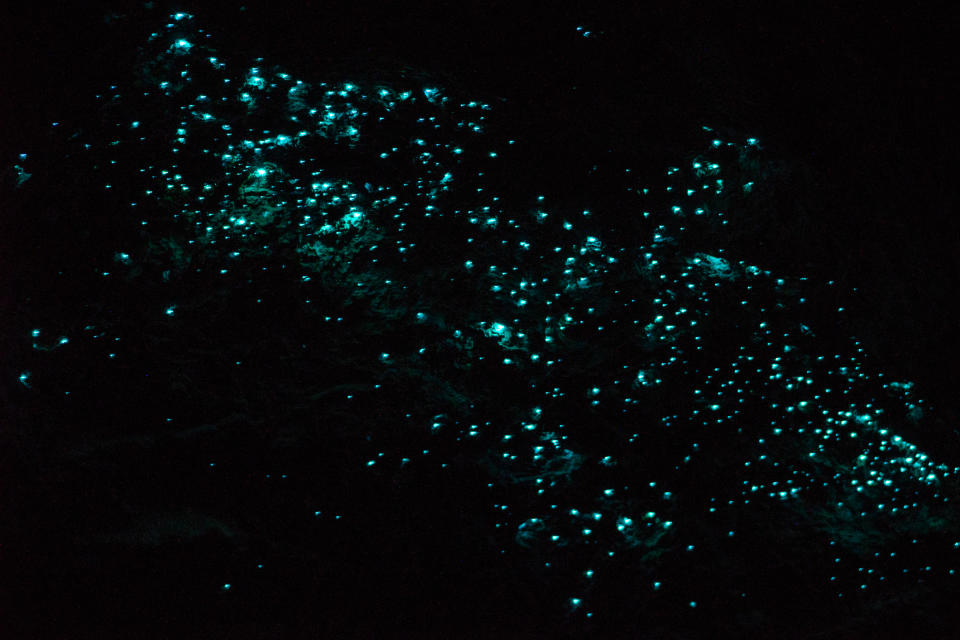 Ähnlich spektakulär dürfte der Blick in der Höhle in Australien auch ausfallen: eine Glühwürmchen-Galaxie. Foto: Symbolbild / gettyimages