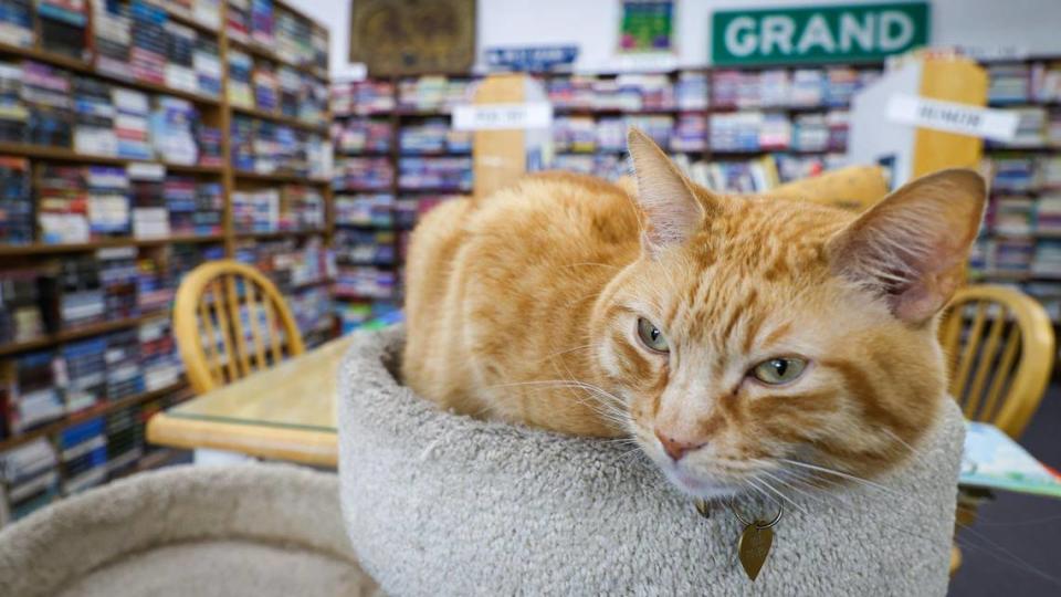 Store cat Jay Catsby takes inventory of books and customers. Nan’s in Grover Beach is expanding offerings and continuing under ownership Kassi Dee, owner of Nan’s Books & Crystals. She is granddaughter of founder Nan Fowler. David Middlecamp/dmiddlecamp@thetribunenews.com