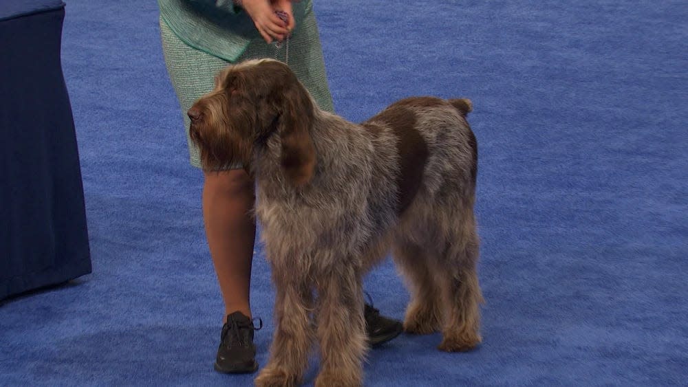 A Spinone Italiano, a winner in the 2022 National Dog Show. The two-day 2023 National Dog Show is Nov. 18-19. What to know about the Kennel Club of Philadelphia's annual event, and the charity it will benefit.