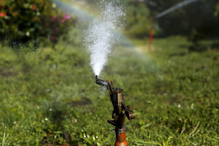 Water shoots from an active sprinkler in Golden Gate Park in San Francisco, California April 6, 2015. REUTERS/Robert Galbraith