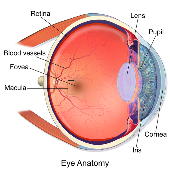 Diagram of the eye.