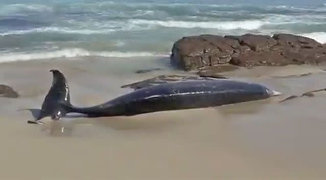 A whale carcass was found not far from where Mr Travaglini was attacked. Source: 7 News