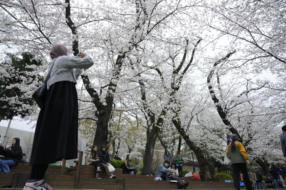 A visitor takes photos of the seasonal cherry blossoms at the Ueno Park Friday, April 5, 2024, in Tokyo. Crowds gathered Friday in Tokyo to enjoy Japan’s famed cherry blossoms, which are blooming later than expected in the capital because of cold weather.(AP Photo/Eugene Hoshiko)