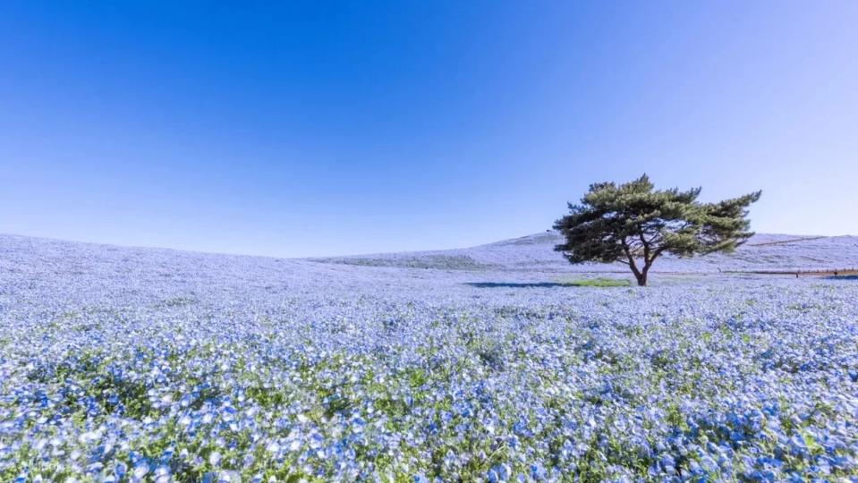 Hitachi National Seaside Park and Ashikaga Flower Park or Mito Kairakuen Park Trip from Tokyo. (Photo: Klook SG)