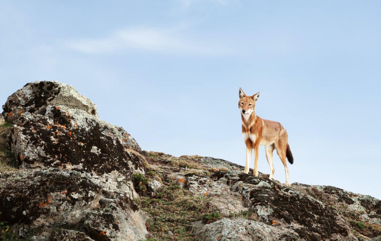 <span class="caption">The Ethiopian wolf (Canis simensis), lives in scattered populations across distant mountain ranges in Ethiopia, and its remarkable resilience suggests recovery is possible if threats like habitat loss and degradation can be kept at bay.</span> <span class="attribution"><span class="source">(Shutterstock)</span></span>