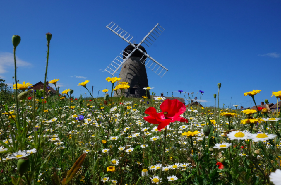 <em>Flowers at Whitburn windmill, Sunderland, as the hot weather continues (PA)</em>