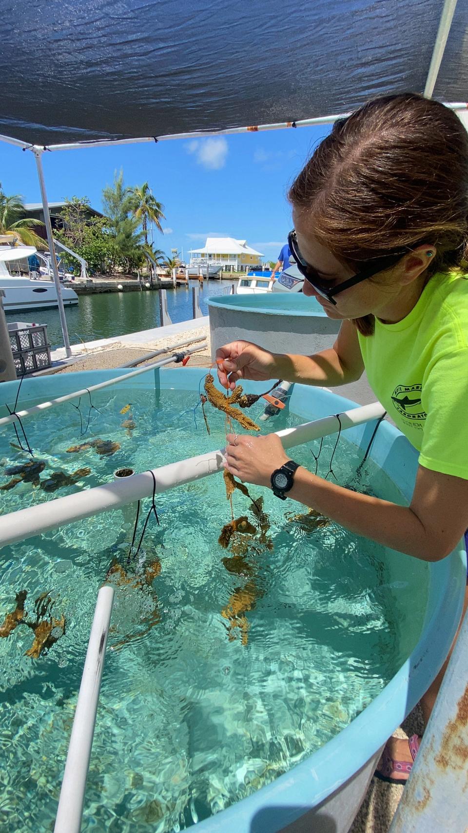 Grace Klinges, a postdoctoral researcher at Mote Marine Laboratory & Aquarium’s Elizabeth Moore International Center for Coral Reef Research and Restoration on Summerland Key, relocates elkhorn coral to a tank at the facility.