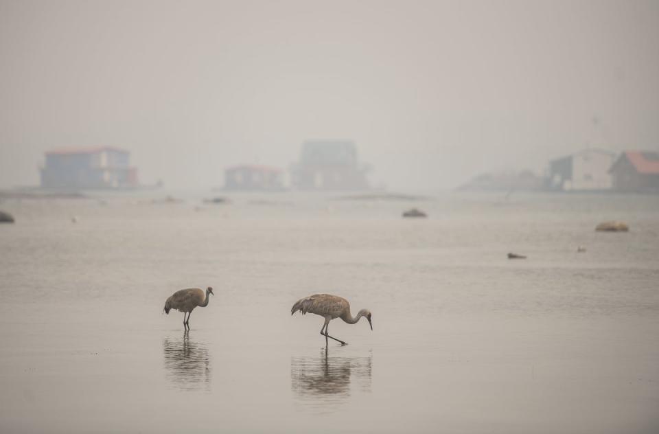 Heavy smoke from nearby wildfires fills the sky as sandhill cranes feed with houseboats in the distance in Yellowknife on Aug. 15, 2023. THE CANADIAN PRESS/Angela Gzowski