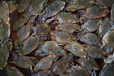 Soft shell crabs lie in a wooden box before they are sorted to be sold on Tangier Island, Virginia, U.S., August 3, 2017. REUTERS/Adrees Latif