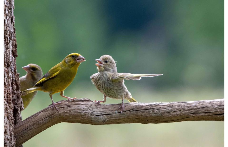 <p>Jacek Stankiewicz/Comedy Wildlife Photography Awards 2023</p>