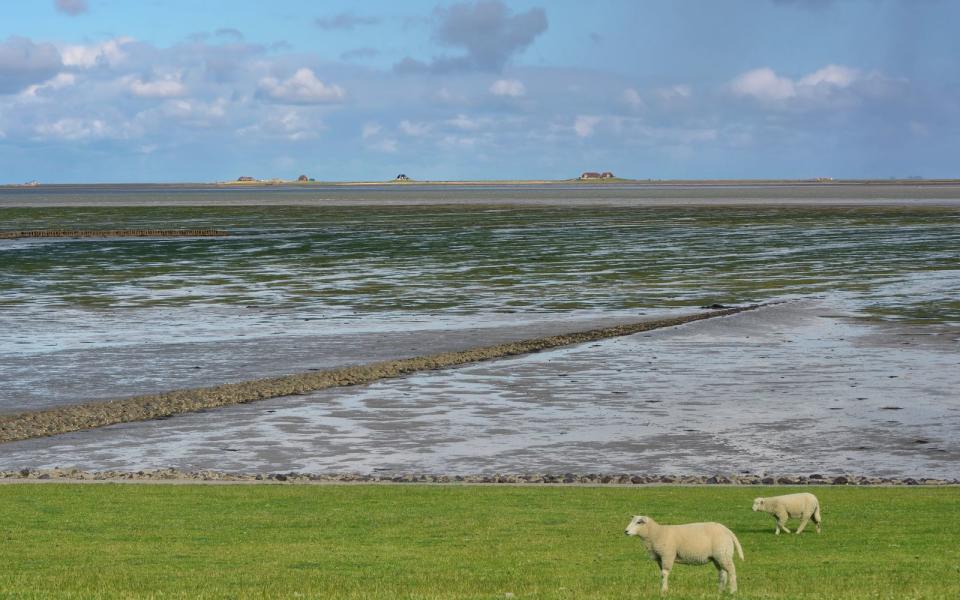 Niedersächsisches, Hamburgisches und Schleswig-Holsteinisches Wattenmeer