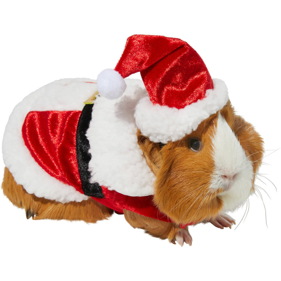 <p>Santa's little helper gets a whole new look!</p> <p><strong>Buy it!</strong> Santa Claus Guinea Pig Costume, $7.19; <a href="https://www.anrdoezrs.net/links/8029122/type/dlg/sid/PEO15HolidayOutfitsforSmallPetsthatLetReptilesandGuineaPigsJointheFestiveFunkbender1271PetGal13032410202112I/https://www.chewy.com/frisco-santa-claus-guinea-pig-costume/dp/302595" rel="sponsored noopener" target="_blank" data-ylk="slk:Chewy.com" class="link rapid-noclick-resp">Chewy.com</a></p>