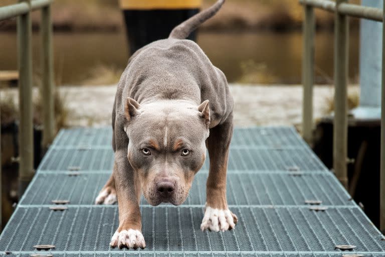 Un hombre de 62 años fue atacado por un pitbull y le amputaron su mano izquierda