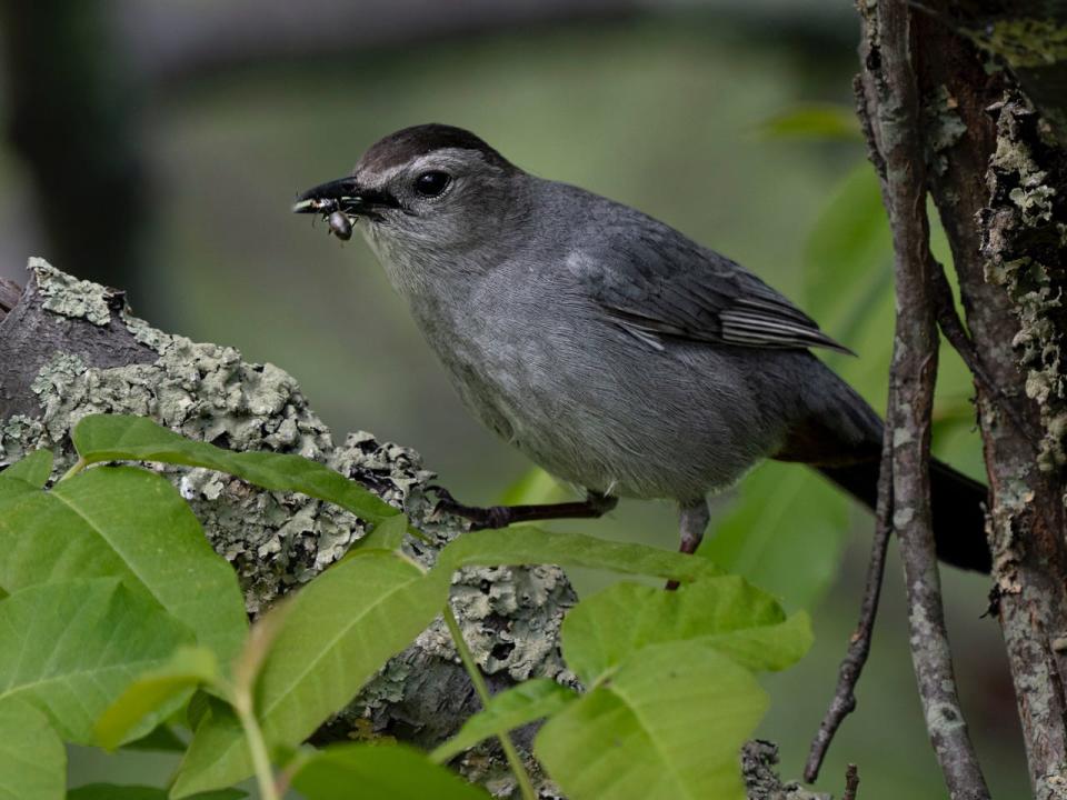 A catbird eats a beetle surrounded by a poison-ivy hedge.