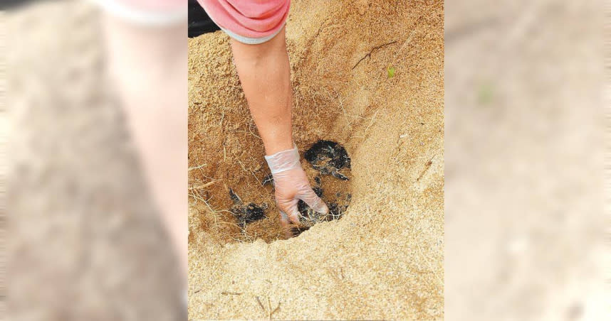 保育人員巡察發現望安保護區一處卵窩土層有鬆動卻無爬痕，而開挖將沙堆內的體弱海龜救出。（圖／澎湖農漁局提供、許逸民澎湖傳真）