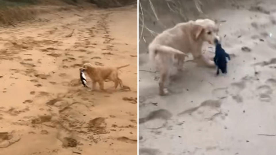 Video shows a puppy at the beach picking up a penguin in its teeth.