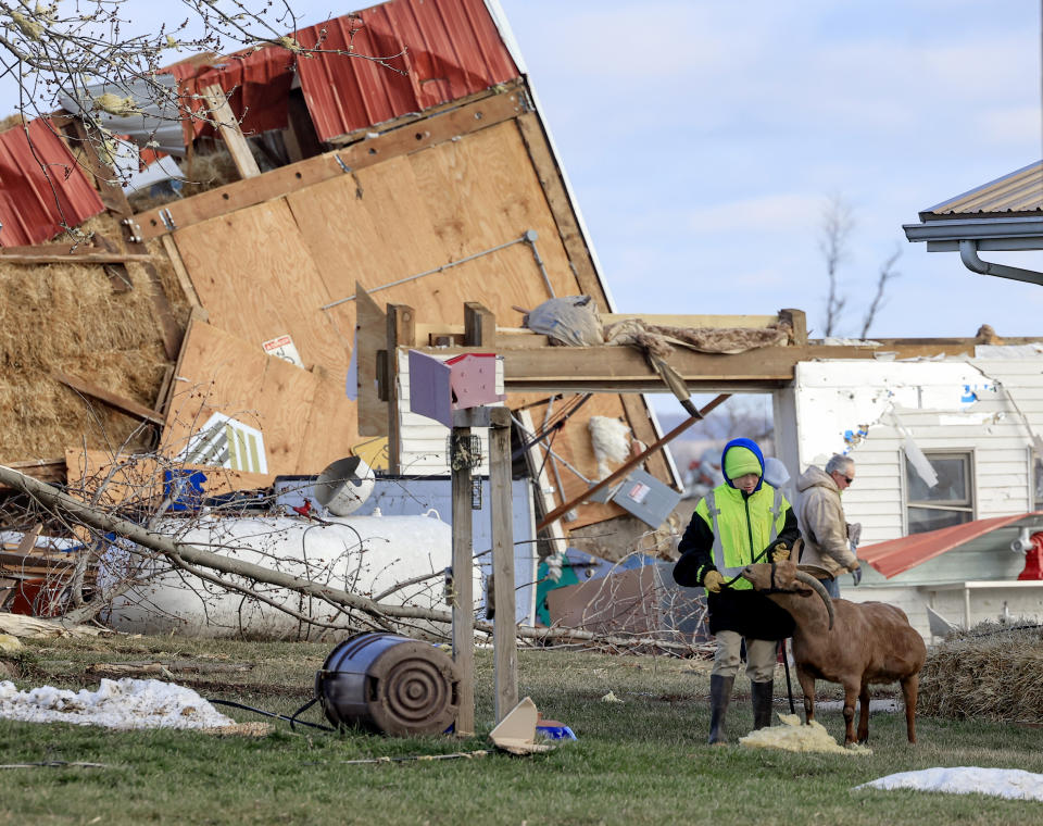 A farm animal is walked near a barn which was destroyed in a previous day's tornado in Porter, Wis., Friday, Feb. 9, 2024. The first tornado ever recorded in Wisconsin in the usually frigid month of February came on a day that broke records for warmth, the type of severe weather normally seen in the late spring and summer. (John Hart/Wisconsin State Journal via AP)