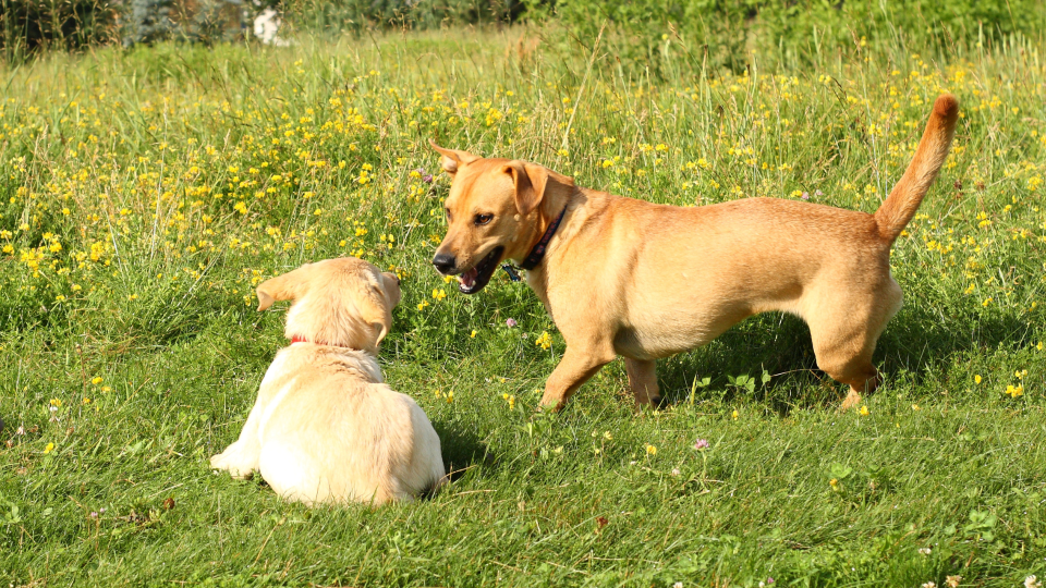 Dog play barking as it plays with another dog in a field