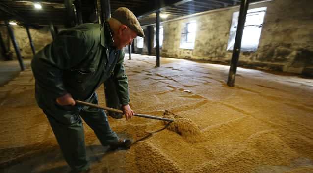 Dave Reid spreads the barley on the floor of the maltings barn (in a process known as 'casting the steep'), where the germination process will begin on the moist barley, in Highland Park whisky distillery, the most northerly distillery in Scotland. Photo: Getty Images