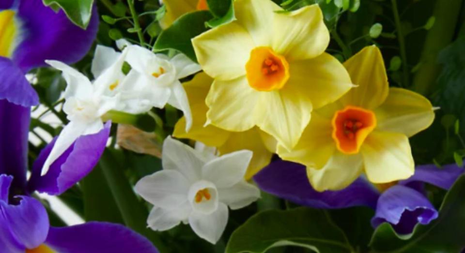 Small buy to make your day: This gorgeous bunch of Spring Narcissi Posy for just £20. (M&S) 