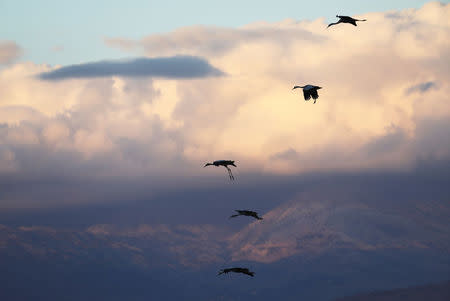 Migrating cranes fly over the Hula Nature Park in northern Israel November 22, 2017. REUTERS/Ammar Awad