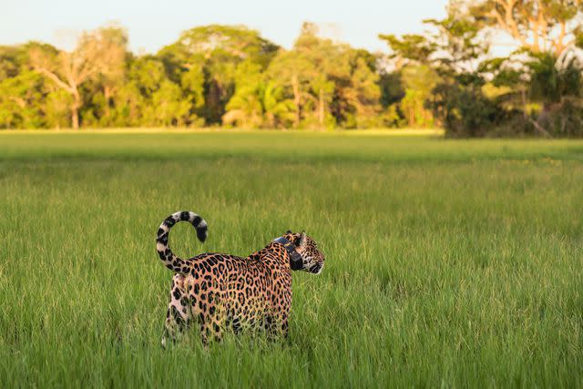 <p>Carmen Campos</p> Surya, a female jaguar in the Caiman ecological reserve, wearing a GPS tracking collar.