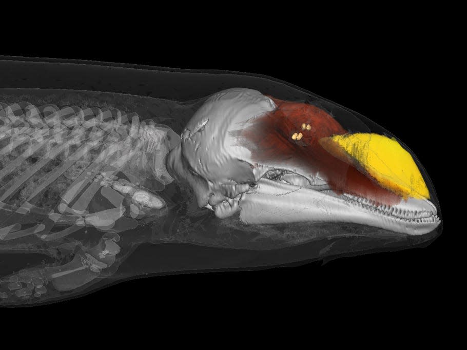 A 3D scan of a dolphin's head shows the nasal pouch used for echolocation. the sonic lips are shown in yellow.