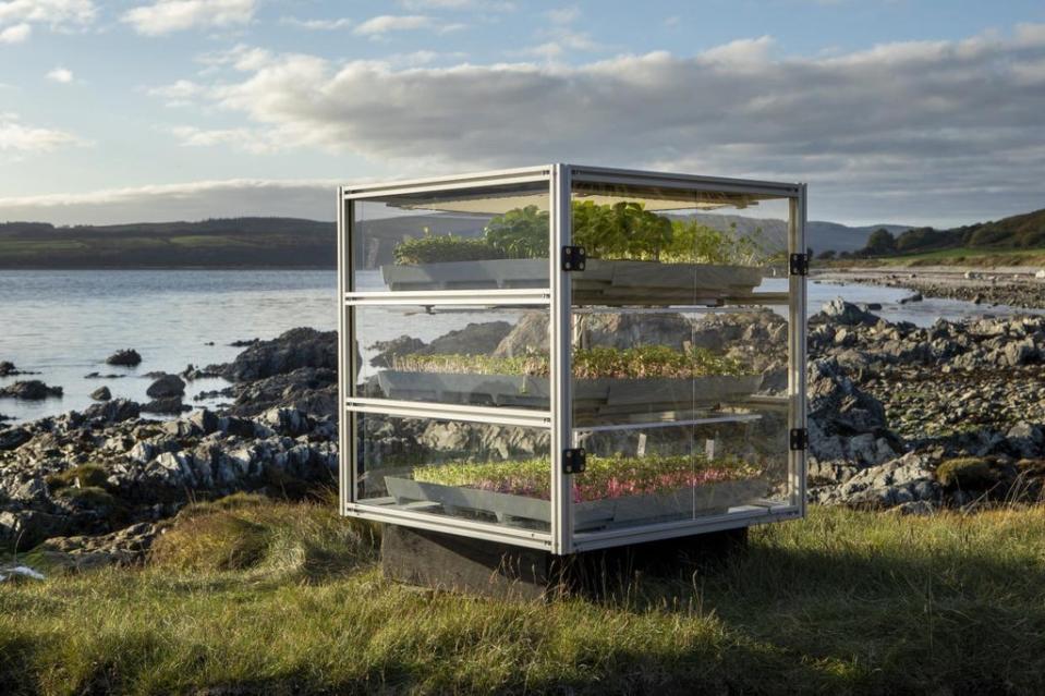 Dandelion will be a large-scale grow-your-own-food initiative across Scotland (Unboxed)