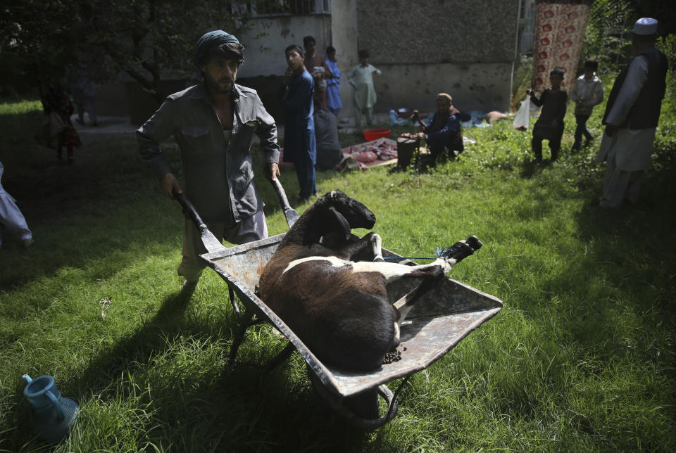 An Afghan man carries sheep in wheelbarrow for the ritual sacrifice on Eid al-Adha in Kabul, Afghanistan, Sunday, Aug. 11, 2019. Muslim people in the country celebrate Eid al-Adha, or the Feast of the Sacrifice by slaughtering sheep, goats and cows whose meat will later be distributed to the poor.(AP Photo/Rafiq Maqbool)