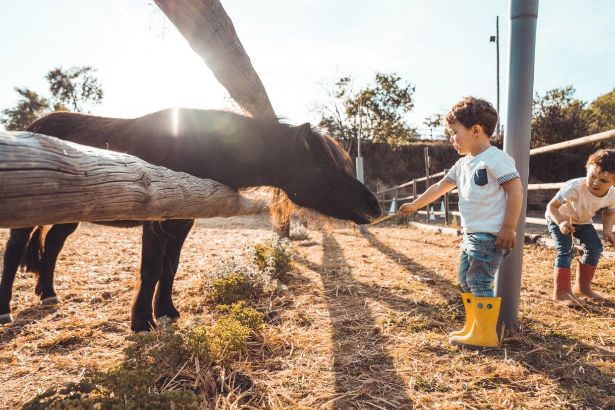 Boys playing with a pony at farm