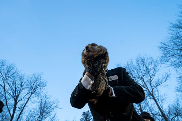 PUNXSUTAWNEY, PA - FEBRUARY 02: Groundhog handler AJ Derume holds Punxsutawney Phil, who saw his shadow, predicting a late spring during the 136th annual Groundhog Day festivities on February 2, 2022 in Punxsutawney, Pennsylvania. Groundhog Day is a popular tradition in the United States and Canada. A crowd of upwards of 5,000 people spent a night of revelry awaiting the sunrise and the groundhog's exit from his winter den. If Punxsutawney Phil sees his shadow he regards it as an omen of six more weeks of bad weather and returns to his den. Early spring arrives if he does not see his shadow, causing Phil to remain above ground.
 (Photo by Michael Swensen/Getty Images)