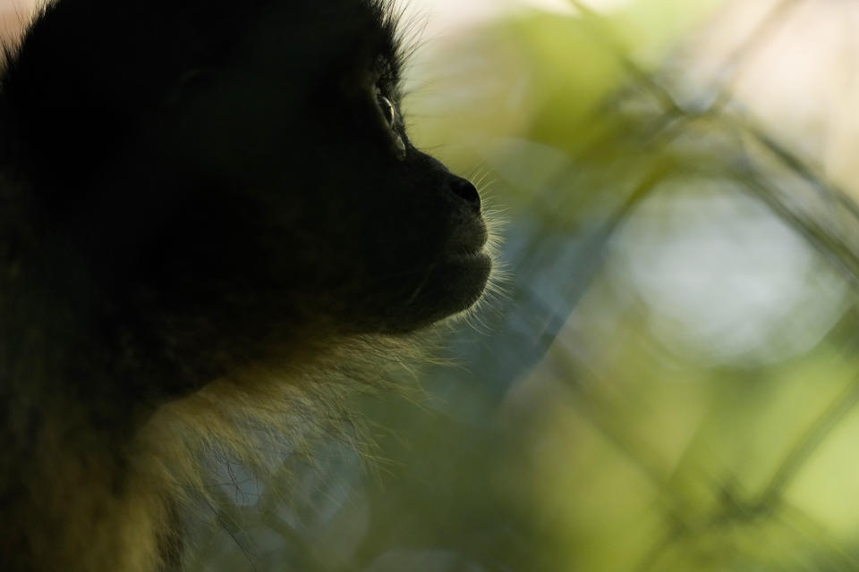 Un mono araña se sienta dentro de una jaula en un centro de rehabilitación del Ministerio del Medio Ambiente que protege a los animales silvestres rescatados de las redes de tráfico ilícito, en Ciudad de Panamá, el viernes 23 de septiembre de 2022. (AP Foto/Arnulfo Franco)