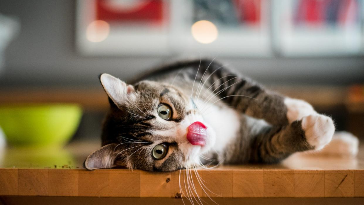 American shorthair laying on table