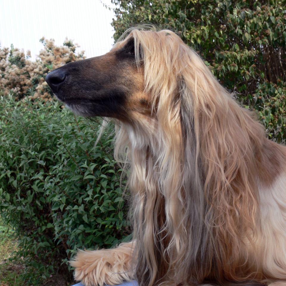 3) Afghan Hound