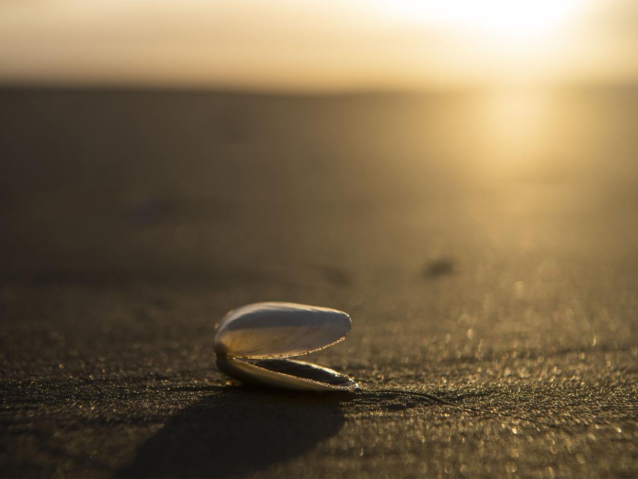 The sun rises behind an empty yellow clam shell sitting on the beach in Barra Del Chuy, Uruguay: The Washington Post