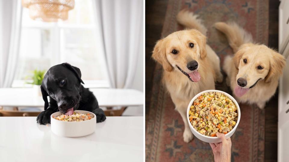 Get 50% off your two-week Nom Nom dog food trial by signing up today.