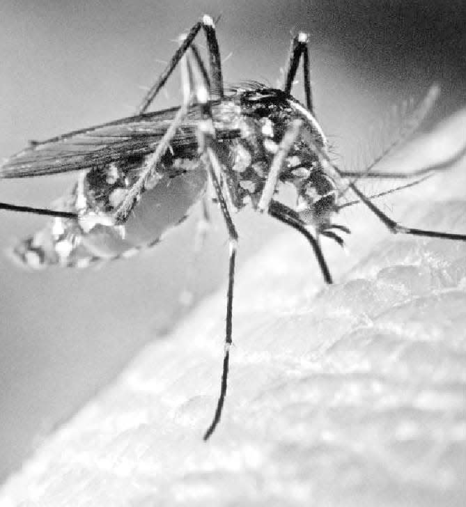 A mosquito feeds on a human. Some mosquitoes can spread illnesses, including West Nile virus.