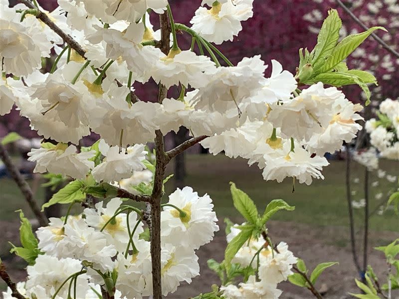 大白櫻花盛開中，大片粉紅櫻花林伴隨著一些白花，格外夢幻。（圖／九族文化村提供）