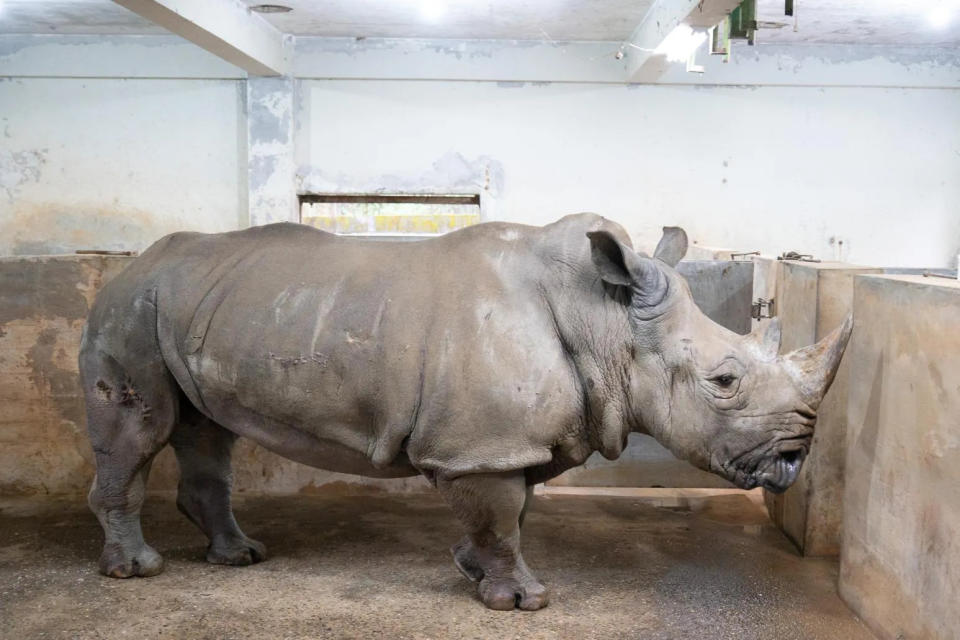 <strong>白犀牛犀敏是動物園非洲區最資深的住民之一，是園內數一數二高齡的白犀牛。（圖／台北市立動物園提供）</strong>