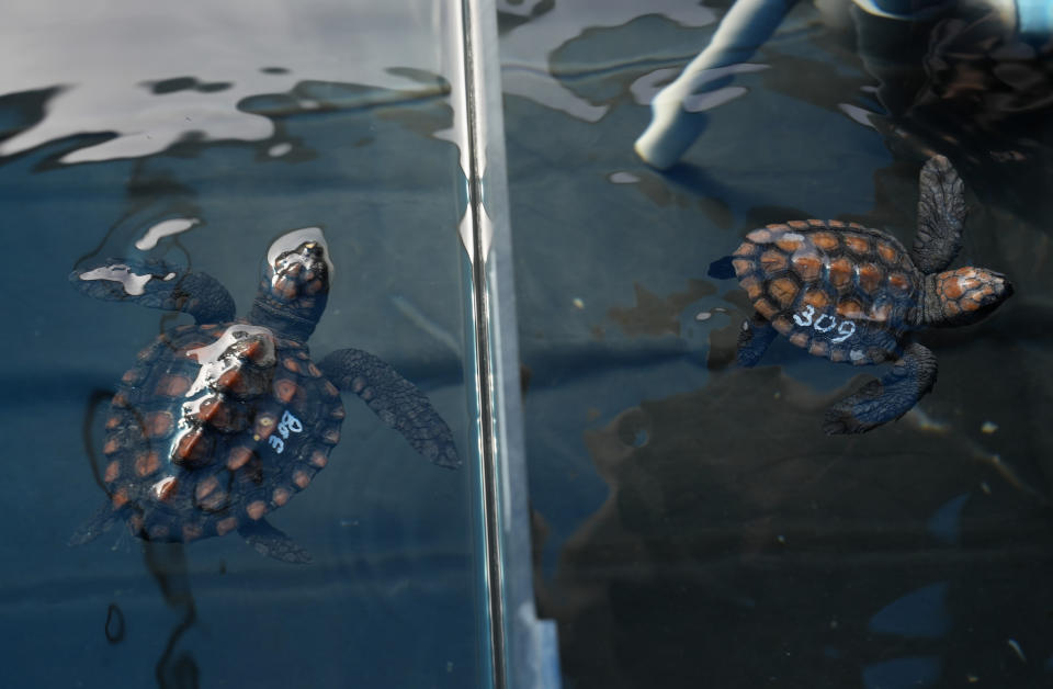 Turtle hatchlings at the Turtle Conservation Centre at the Two Oceans Aquarium in Cape Town, South Africa, Tuesday, April 23, 2024. The aquarium is stretched beyond capacity after more than 500 baby sea turtles were washed onto beaches by a rare and powerful storm and rescued by members of the public. (AP Photo/Nardus Engelbrecht)