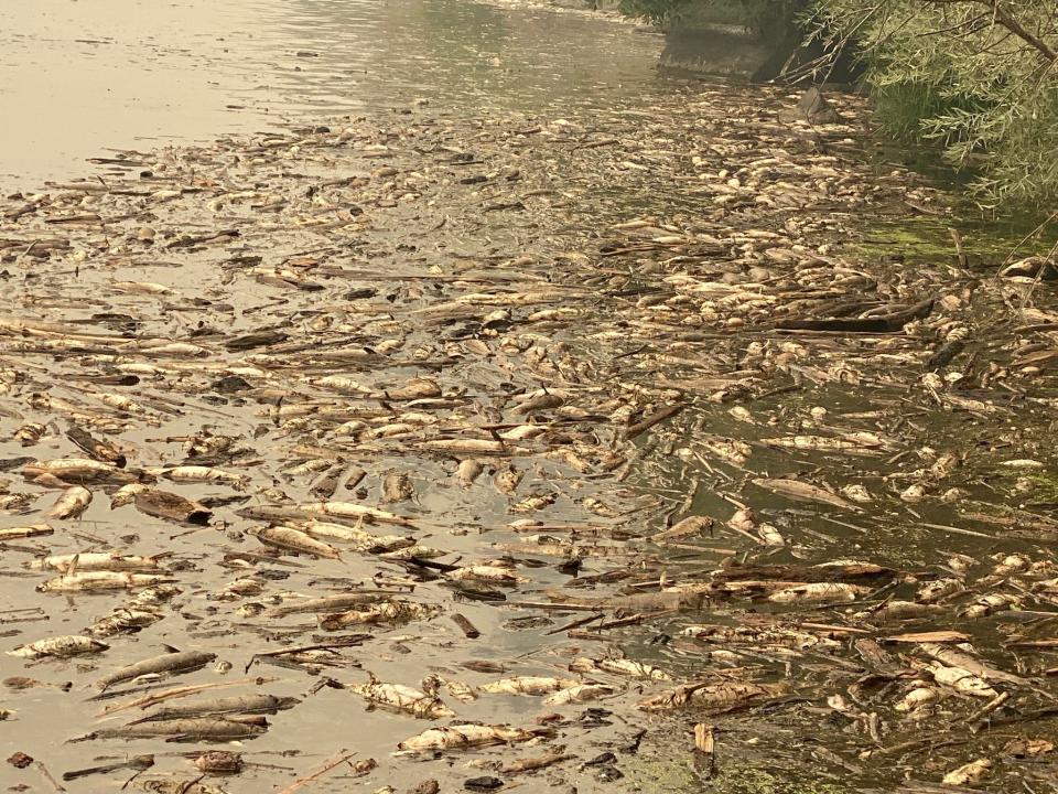 Tens of thousands fish of multiple species perished after debris flows from the McKinney Fire  caused dissolved oxygen on a section of the Klamath River drop to zero for four hours.