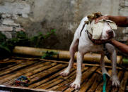 Dog breeder Agus Badud dries his dog at his house in Cibiuk village of Majalaya, West Java province, Indonesia, September 27, 2017. REUTERS/Beawiharta