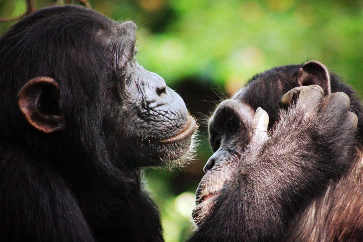 Monkeys are known to use this facial gesture, characterised by fast-paced cycles of vertical jaw movement, to communicate with each other: PA