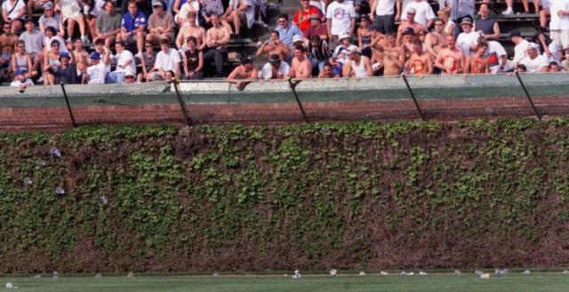 Cubs Finally Remove Wrigley Field Ivy After Third Outfielder Hangs Himself  On A Vine 