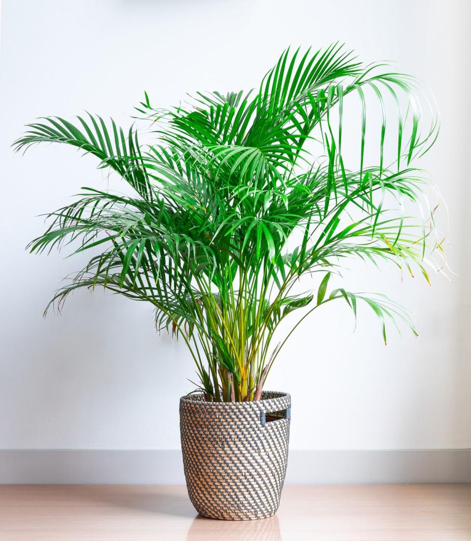 6) Areca Palm (+117%)